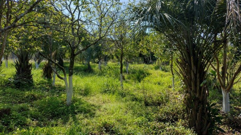 Tabaí-Rs Venda Casa-Mercado