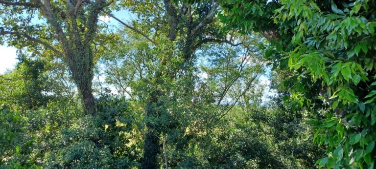 Lindo terreno Perau no bairro Ipê